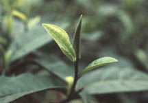 fresh tea leaf